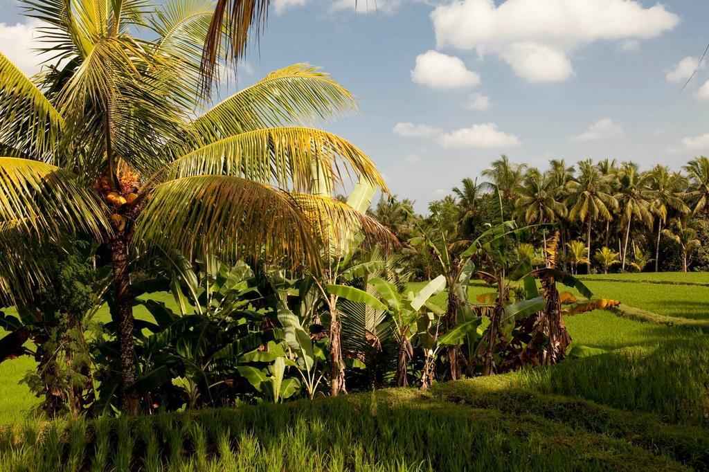 Puri Bebengan Gasthuis Ubud