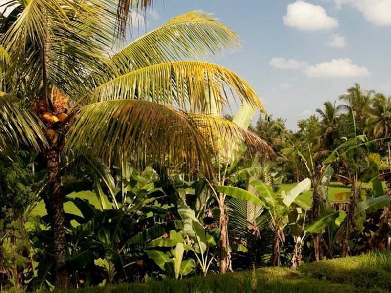 Puri Bebengan Gasthuis Ubud